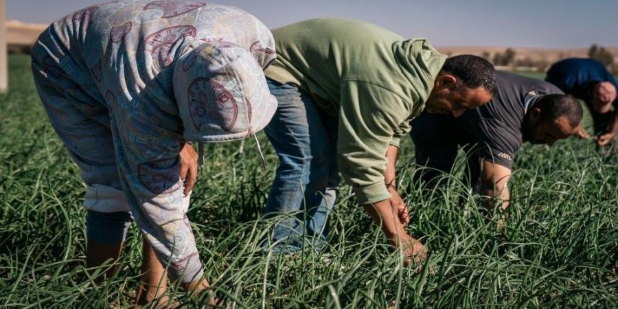 العمل: 304 آلاف عامل وافد حاصل على تصريح عمل أصولي