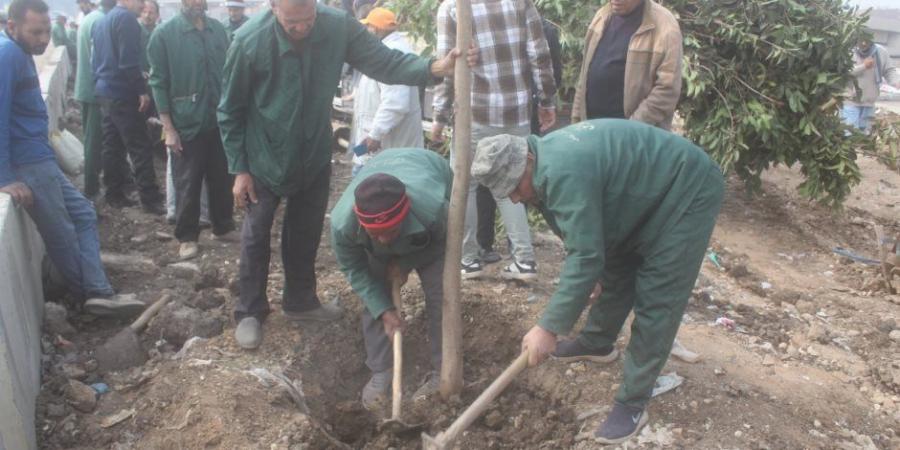 محافظ الجيزة: تنفيذ المرحلة الأولى لتشجير الطريق الدائري نطاق المريوطية واللبيني وعمرو بن العاص ضمن مبادرة ١٠٠ مليون شجرة