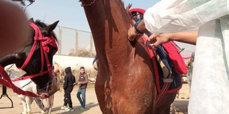 محافظة الجيزة:قوافل بيطرية لفحص وعلاج الخيول والابل  بنزلة السمان